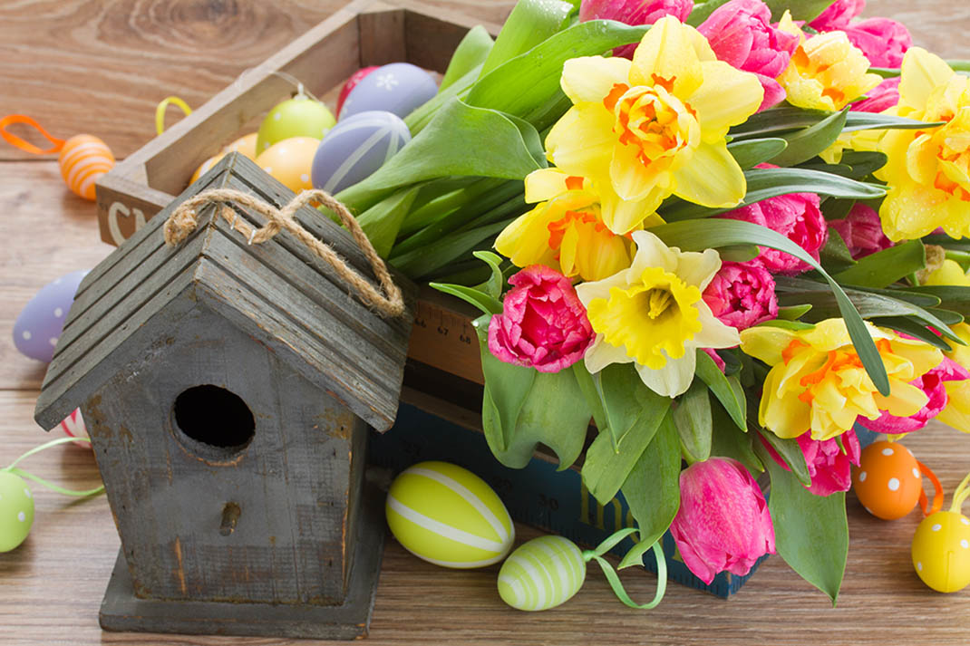 birdcage with tulips and daffodils